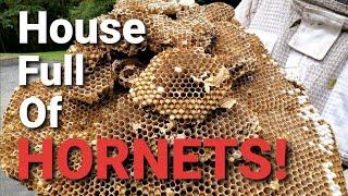 MASSIVE European Hornets INFESTATION  THOUSANDS of HORNETS  SWARM