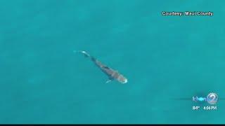 Several Tiger Shark sightings close Maui beaches