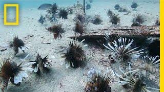 Divers Fight the Invasive Lionfish  National Geographic