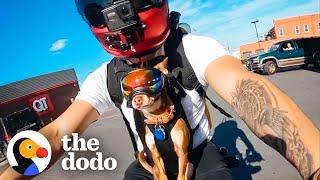 These Chihuahuas Love Going On Motorcycle Rides With Dad  The Dodo Little But Fierce