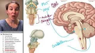 Brain 9- Myelencephalon