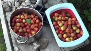 First Crab Apple Harvest