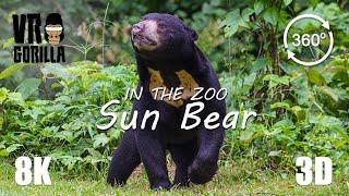 VR in the Zoo Malaysian Sun Bear short - 8K 360 3D