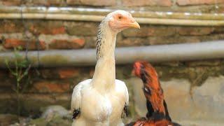 Obat agar ayam cepat bertelur  Obat ayam betina agar cepat bertelur