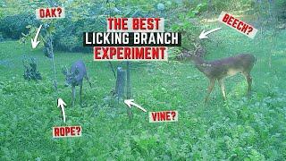 The Best Licking Branch For A Mock Scrape Experiment