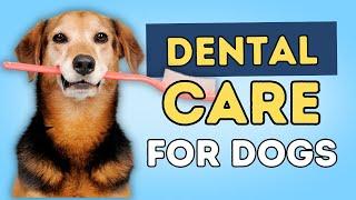 Dental Cleaning For Dogs At Home