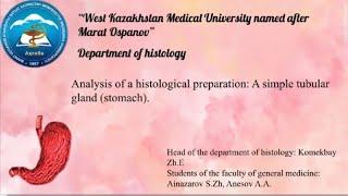 Analysis of a histological preparation A simple tubular gland stomach.