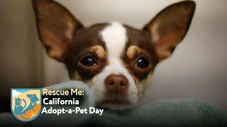 Watch live Lets get shelter animals adopted