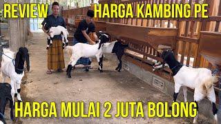 REVIEW HARGA KAMBING ETAWA HARGA MULAI 2 JUTA BOLONG DI PADEPOKAN TEMON ETAWA