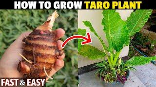 How To Grow Taro Plant At Home  Growing Colocasia In Pots  Grow Arbi At Home