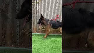 ரூ 3000 முதல் Biggest Dog Kennel  Yazhli Kennel Coimbatore