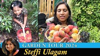 Steffi Ulagam Garden Tour 2024  Harvesting Fruits from our Home Garden  Garden Vlog in Tamil