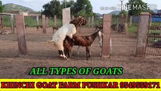 #Powerful# sirohi# breeder #goat #breeding  #goat #meetng  #bakir hit# #me he kase p #echane#