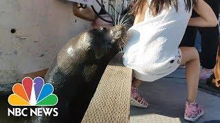 Sea Lion Snatches Little Girl And Drags Her Into Water  NBC News