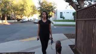 10 Hours of Walking in LA as a Woman ... with a dog