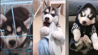 Funny And Cute Baby Husky Compilation - Cutest Puppies