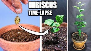 Growing Hardy Hibiscus Plant From Seed Time Lapse 148 Days