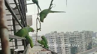 Wild parrots morning breakfast at my balcony