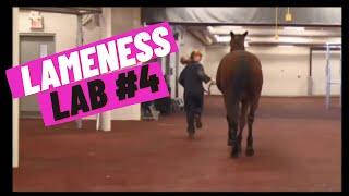 Lameness Lab #4 Is this horse lame?