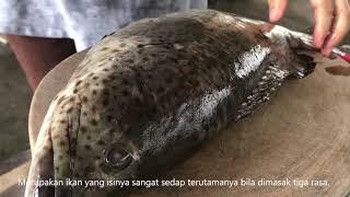 Siang KerapuGrouper Fish