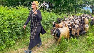 IRAN nomadic life  daily routine village life of Iran  Nomadic lifestyle of Iran