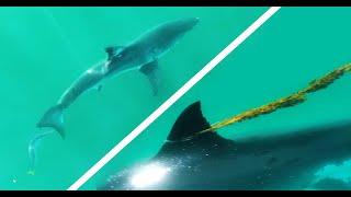 Barracuda Bites Great White Shark