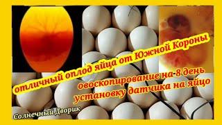 ‼️Вот это результат‼️Овоскопирование яйца на оплодотворение. Как правильно поставить датчик на яйцо.