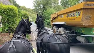 Friesian Filly Mina - Initial Training at HDP