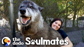 Wolf Dog Who Growls At Everyone Else Snuggles With His Best Friend  The Dodo Soulmates