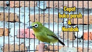 Terapi pleci agar cepat buka paruh dan mengatasi pleci macet bunyi