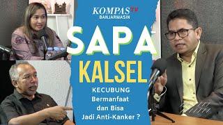 Kecubung Bermanfaat Bagi Pengobatan dan Bisa Dikembangkan Jadi Anti-Kanker - SAPA KALSEL