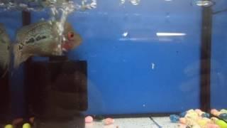 Flowerhorn fish