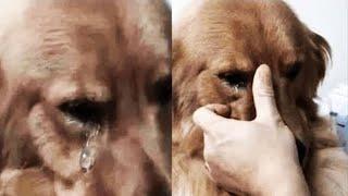 The Dog Cried Like a Child When He Saw His Previous Owner