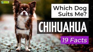 Is a Chihuahua the Right Dog Breed for Me? 19 Facts About Chihuahuas