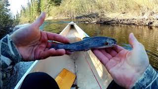 Spring Speckled Trout Fishing