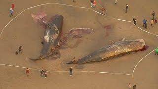 Dead sperm whales washed up on UK beaches attract graffiti