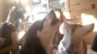 Christmas Carols with Huskies