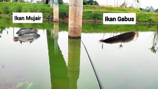 Info Tempat Mancing Terbaru  Sarang Ikan Mujair Ikan Gabus Di Kota Jakarta