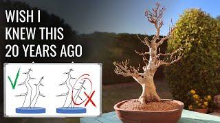 5 Pruning Secrets they dont teach you in Bonsai School