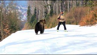Skiing with the bear on the slope - 9 Martie 2021 Partia Cocosul Predeal Romania by Mister Fox