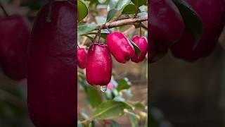 இந்த செடியை நீங்க பார்த்து இருக்கீங்களா  Lilly Pilly Fruit Plant #shorts #fruits