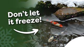 Complete Guide to Winter Pond Care 5 Tips for Clear Water in Spring