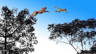 Leopard Jumps on The Tree to Attack Monkey - Fierce Battle of Baboon in India   Snake vs Lizard