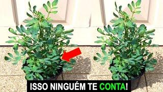 NUNCA MAIS PLANTE ARRUDA DA FORMA ERRADA veja esse vídeo