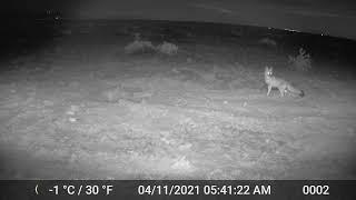 Swift Fox Digger at May Camp April 11 2021 Chico Basin Ranch Colorado