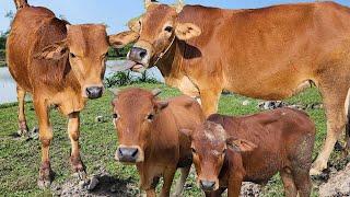 con bò  - tổng hợp những bài hát hát về con bò hay nhất -đi chăn bò cầm cây roi thật to - cow dance