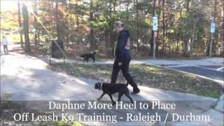 4yo Mix Daphne Before and After Video - Off Leash Obedience Raleigh Durham