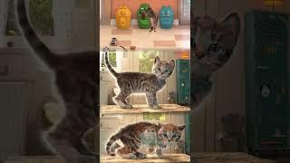 LITTLE KITTEN ADVENTURE - SHORT STORY OF KITTY - SUPER ANIMATION AND FUN