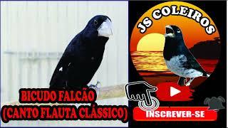 BICUDO FALCÃO CANTO FLAUTA CLÁSSICO