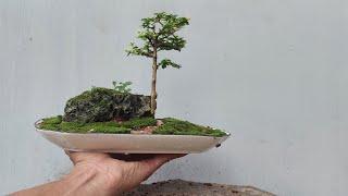 Tiểu cảnh cây cô đơnbonsai mini